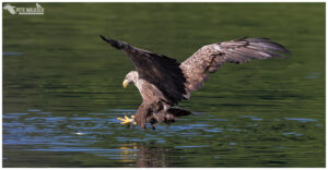 White-Tailed Eagle