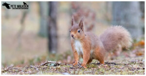 Red Squirrel