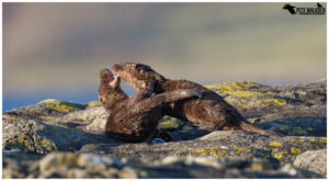 Otters playing