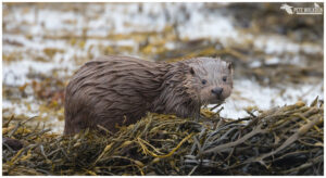 Otter cub