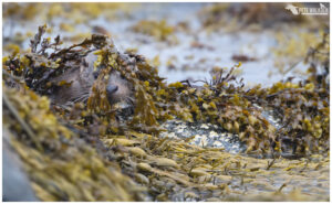 Cub in seaweed