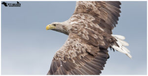 White-Tailed Eagle