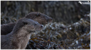 Otter mother with cub