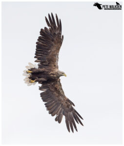 White-Tailed Eagle