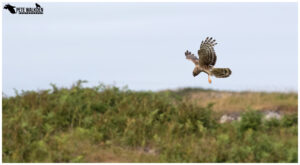 Hen Harrier