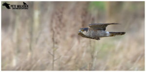 Sparrowhawk