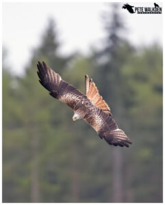 Red Kite