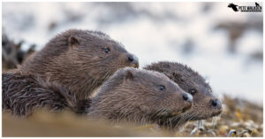 Otter mother with cubs