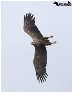 White-Tailed Eagle