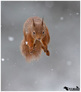 Red Squirrel