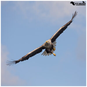 White-Tailed Eagle