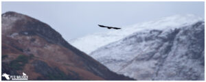 White-Tailed Eagle