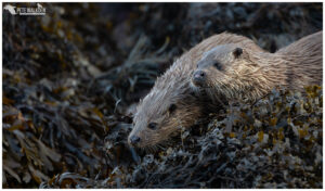 Otter mother with cub