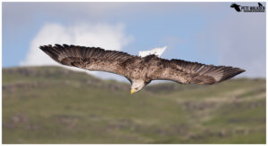 White-Tailed Eagle