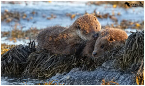 Otter mother with cub