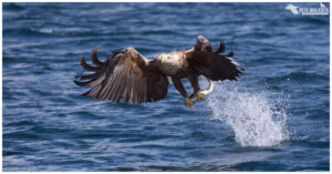 White-Tailed Eagle