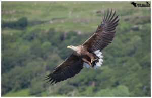 White-Tailed Eagle