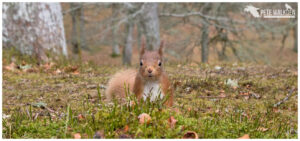 Red Squirrel