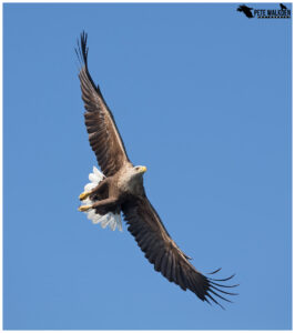 White-Tailed Eagle