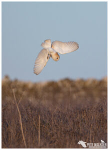 Barn Owl