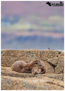 Otter mother with cub