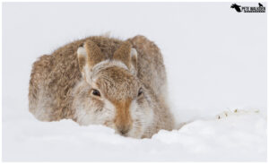 Bagpuss - Mountain Hare