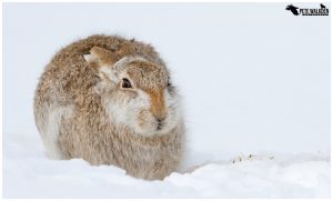Bagpuss - Mountain Hare