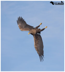 White-Tailed Eagle