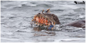 Otter with lobster