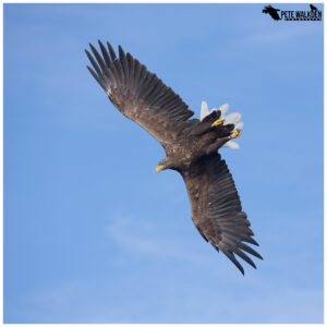 White-Tailed Eagle