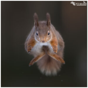 Red Squirrel