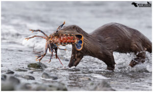 Otter with lobster