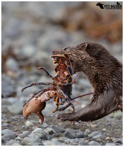 Otter with lobster