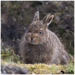 Mountain Hare Leveret