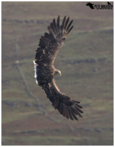 White-Tailed Eagle