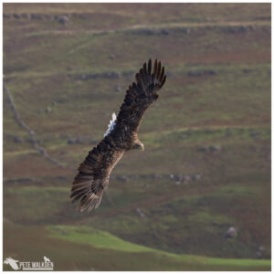 White-Tailed Eagle