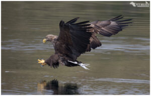 White-Tailed Eagle