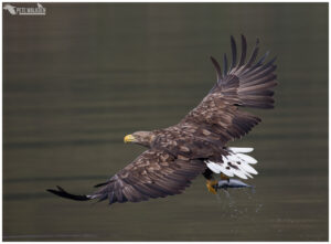 White-Tailed Eagle