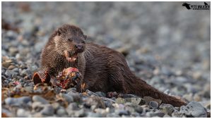 Otter with lobster