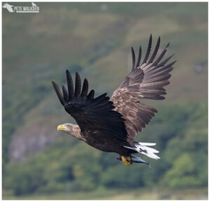 White-Tailed Eagle