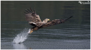 White-Tailed Eagle