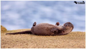 Otter grooming on grass