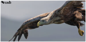 White-Tailed Eagle