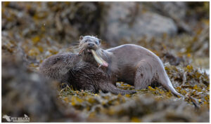 Otter mother with food for cub