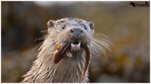 Otter with fish