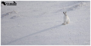 Mountain Hare