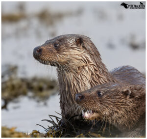 Otter mother with cub