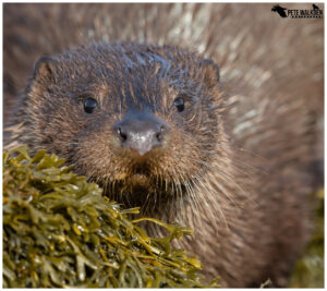 Otter close up