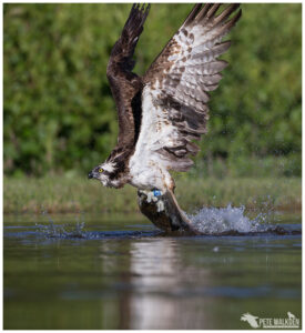 Osprey