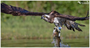 Osprey